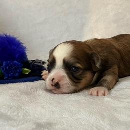 Lupita - Chocolate sabled fawn female Chihuahua puppy in Seneca, Missouri from Stephanie’s Puppy Colony