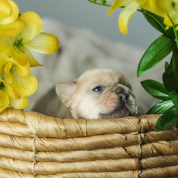 French Bulldog Puppies from Phoebes Frenchies