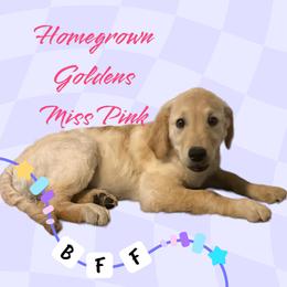Golden Retriever Puppies from Homegrown Goldens