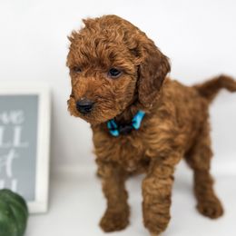 Chippy - Red  male Goldendoodle puppy in O'fallon, Missouri from Rockin R Doodles