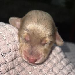 Moose - Dapple female Dachshund puppy in El Cajon, California from Lisa Buxton