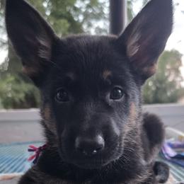 German Shepherd puppies from Ryanhaus Kennel
