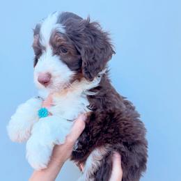 Boaz - Red tri-color male Aussiedoodle puppy in Orland, California from Shockley’s Elite Doodles