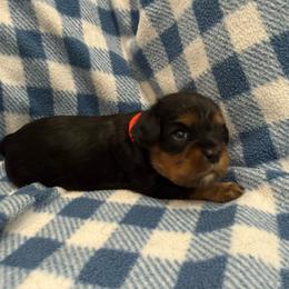 Theo - Black and tan male Cavalier King Charles Spaniel puppy in Ocala, Florida from Ray of Sunshine Spaniels LLC
