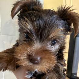 Chip - Chocolate and tan male Yorkshire Terrier puppy in C Leveland, Tennessee from Wagsly Yorkie Puppies