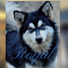 Royal - Pomsky
