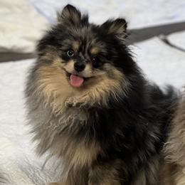 Merlin - Pomeranian