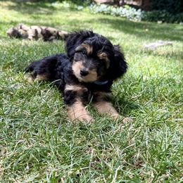 Dark blue - Black tri-color male Aussiedoodle puppy in Grants Pass, Oregon from Woodwind Miniatures