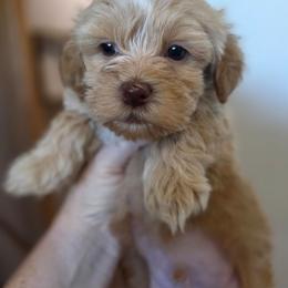 Tucker - Cream and white male Shih Tzu puppy in Muscatine, Iowa from Prairie Creek Puppies