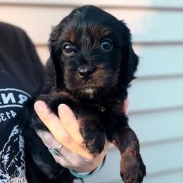 Cavapoo Puppies from Panda Puppies