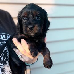 Cavapoo Puppies from Panda Puppies