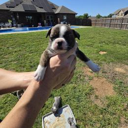 Girl 1 - Baby - Black brindle and white female Boston Terrier puppy in Sulphur Springs, Texas from B&B Bostons