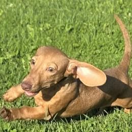 Boston Terriers and Dachshunds from Spruce Valley Miniature Dachshunds & Boston Terriers