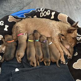 Irish Terrier puppies from ATX Irish Terriers