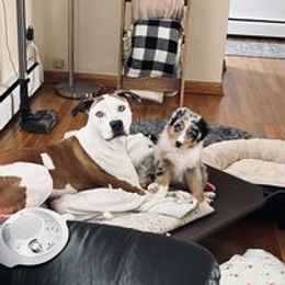 Aussiedoodle, Australian Shepherd, Poodle, Shihpoo, and Shih Tzu Puppies from Rockiń N Kennel