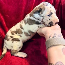Diamond - Harlequin female Great Dane puppy in Jerusalem, Arkansas from Mara Danes