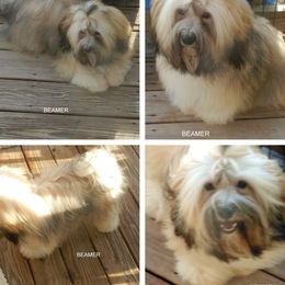 Beamer - Havanese