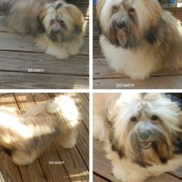 Beamer - Havanese