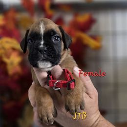 Red - Fawn female Boxer puppy in Buffalo, Wyoming from Jtbuckingham Boxers