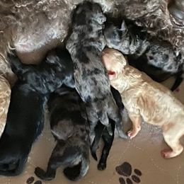 Girl 1 - Apricot female Goldendoodle puppy in Greenville, South Carolina from Law Doodles of SC