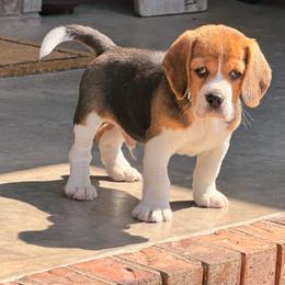 Pete - Black tan and white male Beagle puppy in Mansfield, Missouri from Rippee Creek Kennel