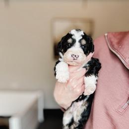 Thor - Tri-color male Bernedoodle puppy in Jackson, Missouri from Pincksten Family Doodles