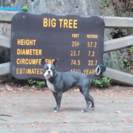 Boston Terriers from McFarland's Bostons