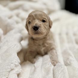 Teddy (Tan) - Apricot male Goldendoodle puppy in Twin Falls, Idaho from Magic Valley Family Doodles