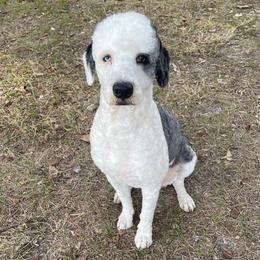 Toby - Sheepadoodle