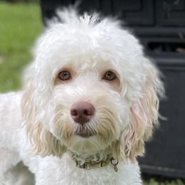 Kakoa - Cockapoo