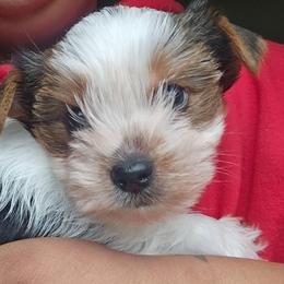 Easy 3 - Parti male Yorkshire Terrier puppy in Portland, Oregon from Mama & I Yorkshire's