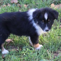 Chandler - Black tri-color male Australian Shepherd puppy in Kansas, Oklahoma from Windy G Farm
