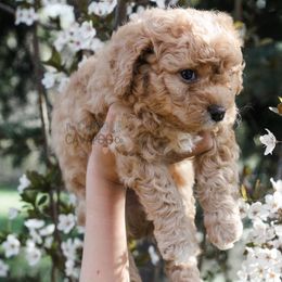 Cavapoo Puppies from The Cuddle Cavapoo Co.