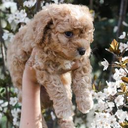 Cavapoo Puppies from The Cuddle Cavapoo Co.