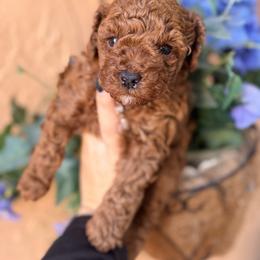 Tom - Red  male Poodle puppy in Miami, Florida from Sakura Poodles