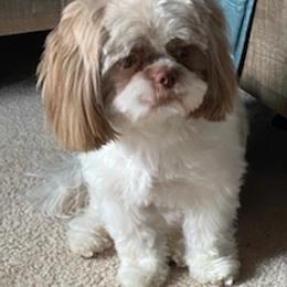 Shih Tzus from Oaxaca Shihtzu