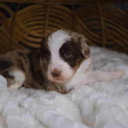 Nova - Red merle female Aussiedoodle puppy in Pomona, California from Socal Aussiedoodles
