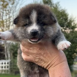 Japanese Akitainu Puppies from Havoc Akitas