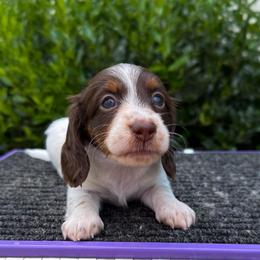 Bo  Peep - Chocolate and tan female Dachshund puppy in Lebanon, Tennessee from Thomas Dachshunds