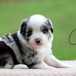Twist - Blue merle female Miniature Australian Shepherd puppy in Prague, Oklahoma from Clay Creek Aussies