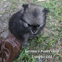 Coal - Wolf sable male Pomeranian puppy in Sanford, Florida from Serena's Poms