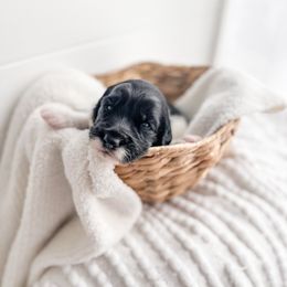 Drag Mat - Parti Goldendoodle puppy in Greencastle, Indiana from Willow & Co.