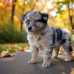 Ivey - Blue merle female Australian Shepherd puppy in Statesville, North Carolina from Charming Australian Shepherds