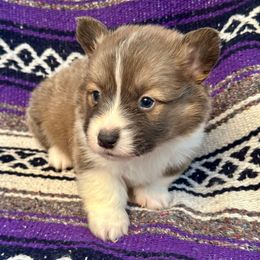 Yellow Collar Boy Jack - Sable male Pembroke Welsh Corgi puppy in Paris, Kentucky from Flat Run Corgis