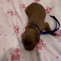 Cora - Ruby female Cavalier King Charles Spaniel puppy in Ocala, Florida from Ray of Sunshine Spaniels LLC