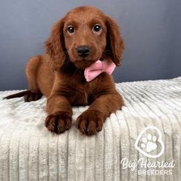 Curry - Red male Companion Cross puppy in Utah County, Utah from Big Hearted Breeders