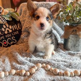 Trooper - Black and tan male Pembroke Welsh Corgi puppy in Battle Ground, Washington from Westbrooke Kennels