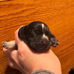 Mr. Orange - Black tan and bluetick male Beagle puppy in Viper, Kentucky from Mountain Top