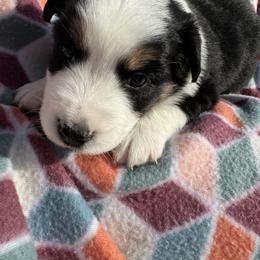 Miniature Australian Shepherd Puppies from R&R Mini Aussies