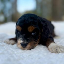 Rosie Cotton - Brown white and tan female Cockapoo puppy in Tallahassee, Florida from Panhandle Pups